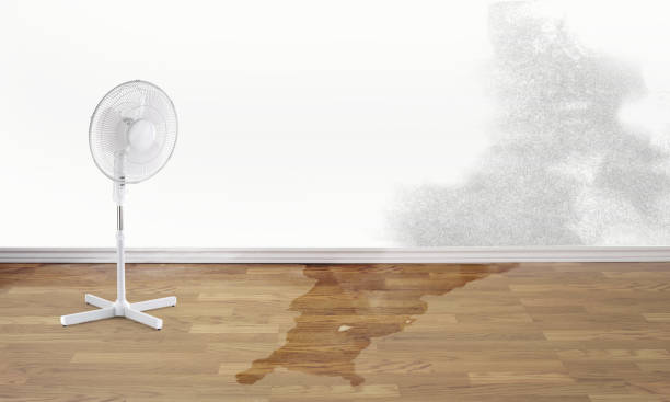 Best Water damage contractors near me  in Longview, TX